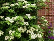 Hydrangea anomala petiolaris for sale  KING'S LYNN