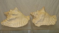 Lot large queens for sale  Toledo