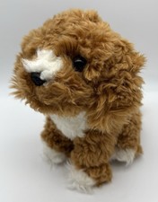 Aurora miyoni cockapoo for sale  Deerfield