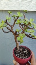 Portulacaria afra mini for sale  Los Angeles