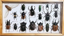 framed cicada for sale framed cicada for sale Merrillville