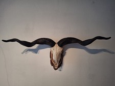 Geweih wildschaf trophäe gebraucht kaufen  Schmidmühlen