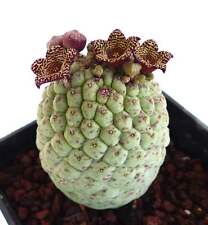 Larryleachia cactiformis rhyt for sale  Shipping to United Kingdom