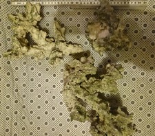 Riffgestein keramik teile gebraucht kaufen  Ratzeburg