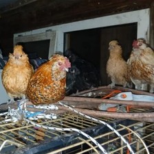 Eier watermaalsche bartzwerge gebraucht kaufen Eier watermaalsche bartzwerge gebraucht kaufen  Adorf