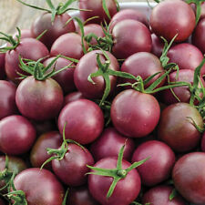 Black cherry tomato for sale  Tarpon Springs