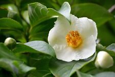 Japanese stewartia camellia for sale  Albany