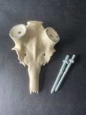 Alu schädel damhirsch gebraucht kaufen  Coesfeld