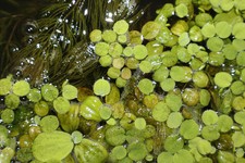 Salvinia natans pianta usato  Perugia