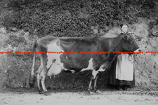 F024202 alderney breed for sale  MAIDSTONE