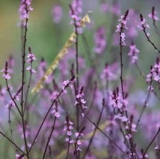 verbena for sale  LIVERPOOL