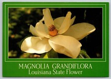 Magnolia grandiflora louisiana for sale  El Paso