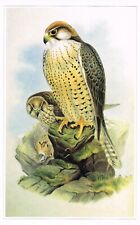 Lanner falcon bird for sale  DEREHAM