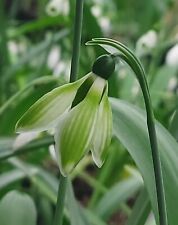 Galanthus claud biddulph for sale  FISHGUARD