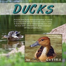 Guyana 2021 birds for sale  USA