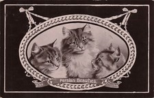 Rppc persian cat for sale  Palm Bay