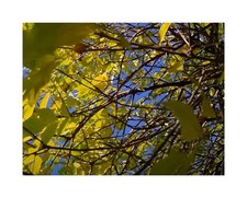 10x fraxinus chinensis gebraucht kaufen  Pfullingen