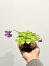 Carnivorous pinguicula butterw for sale  Issaquah