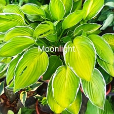 Hosta moonlight gebraucht kaufen  Hesel