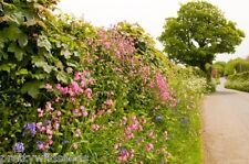Woodland edge hedgerow for sale  DARLINGTON