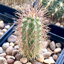 Borzicactus leonensis pco for sale  CAERPHILLY