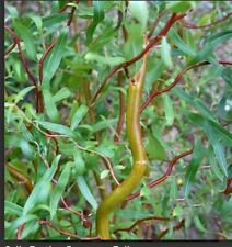 Twisted corkscrew willow for sale  ALLOA