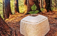 Natural bio urn for sale Natural bio urn for sale  LONDON