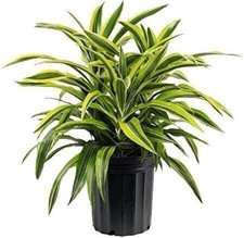 Lemon surprise dracaena for sale  USA