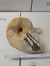 Nautilus 23cm groß gebraucht kaufen  Berg b.Neumarkt i.d.OPf.
