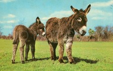 Vintage postcard donkeys for sale  UK