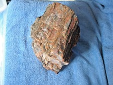 Large piece petrified for sale  Wilmington