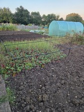 High garden vegetable for sale  MELTON MOWBRAY