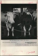 1977 Press Photo Vacas comem grama máquina produzida grama em celeiro. - HPA04948, usado comprar usado  Enviando para Brazil