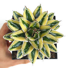 Agave victoriae reginae usato  Napoli