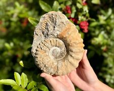 Jumbo natural ammonite for sale  Fort Myers