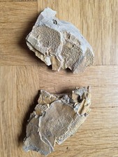 fossilien fisch gebraucht kaufen  Mainz