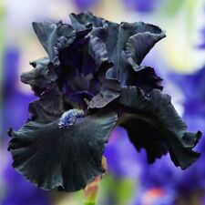 Iris germanica black for sale  LONDON