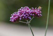 Verbena bonariensis for sale  ST. LEONARDS-ON-SEA