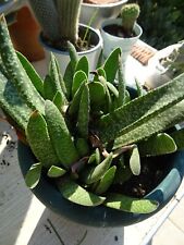 Succulente verte mouchetée d'occasion  Saint-Cyprien