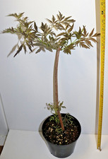 Elderberry tree samucus for sale  ROCHESTER
