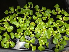 Oops water hyacinths for sale  Wilmington