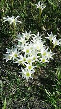 Rain lily white for sale  Jacksonville