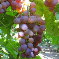 Vitis vinifera chasselas d'occasion  Pouzauges