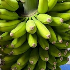Musa mona lisa for sale  Fresno
