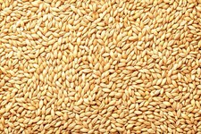 Barely seeds natural for sale  Russell