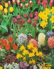 Bundes blumenzwiebel paket gebraucht kaufen  Petersberg, Wettin-Löbejün