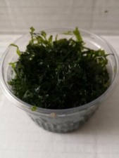 Pelia monoselenium tenerum d'occasion  Ingwiller