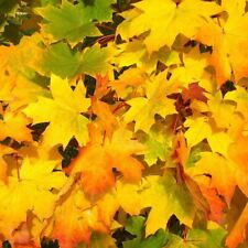 Spitzahorn ahorn acer gebraucht kaufen  Detmold