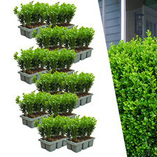 Buchsbaum buxus newgen gebraucht kaufen  Düsseldorf