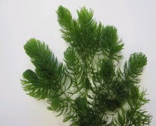 Oxygenating hornwort weed for sale  UK